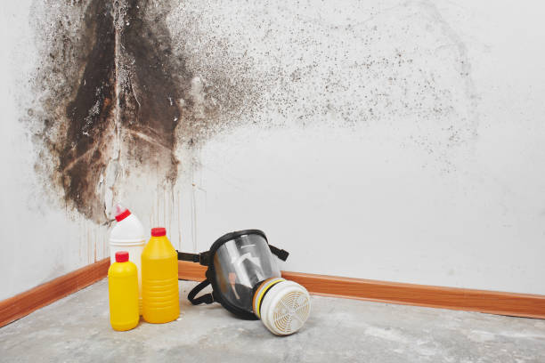 Best Mold Testing  in New Castle, DE