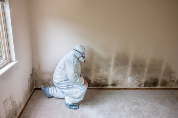 Best Commercial Mold Removal  in New Castle, DE