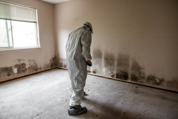 Certified Mold Removal in New Castle, DE