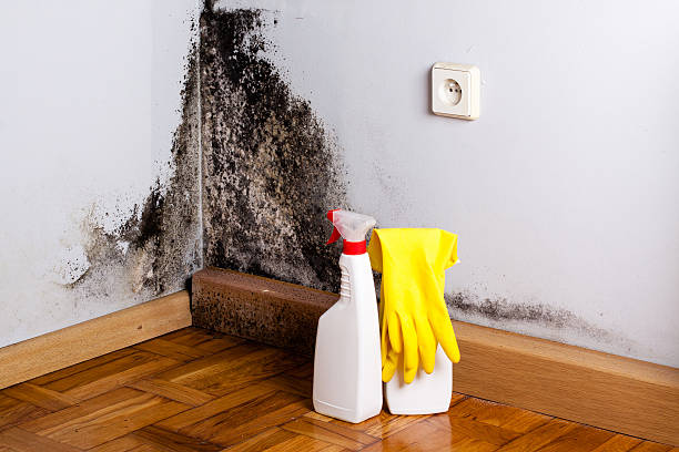 Best Professional Mold Removal  in New Castle, DE