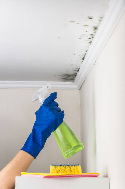 Home Mold Removal in New Castle, DE