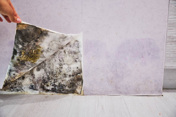 Best Mold Removal Company Near Me  in New Castle, DE